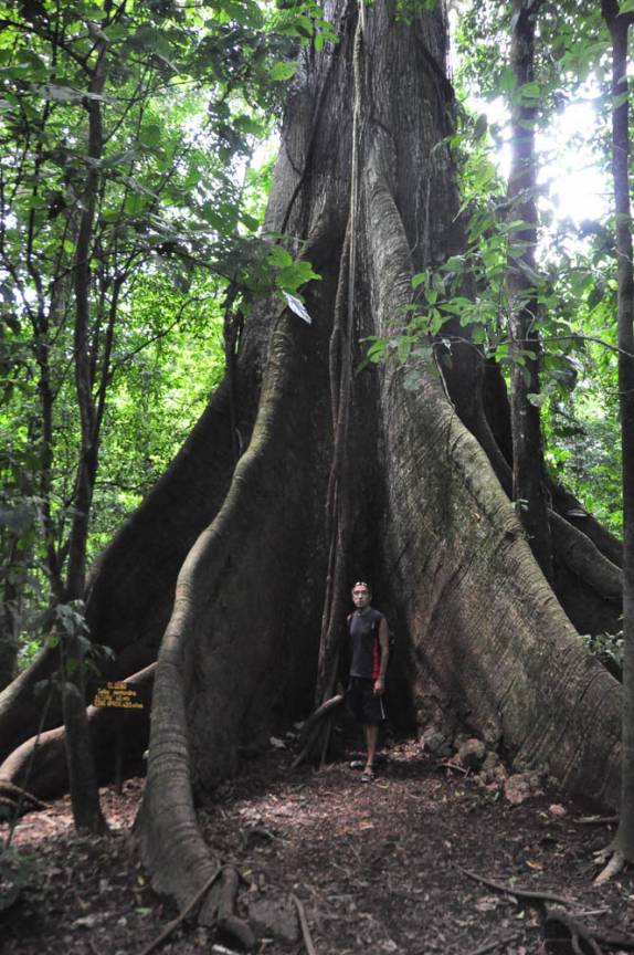 Uma enorme Ceiba no Parque Nacional Arenal, na Costa Rica